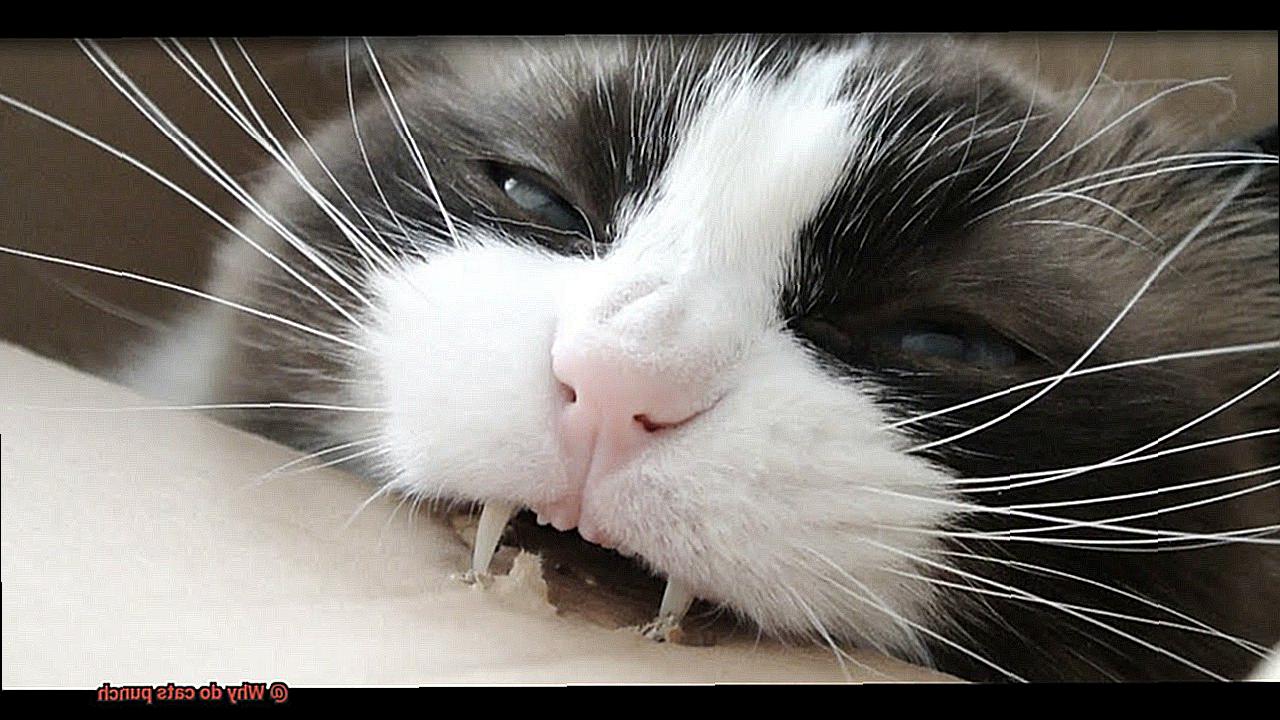 Why do cats punch-3