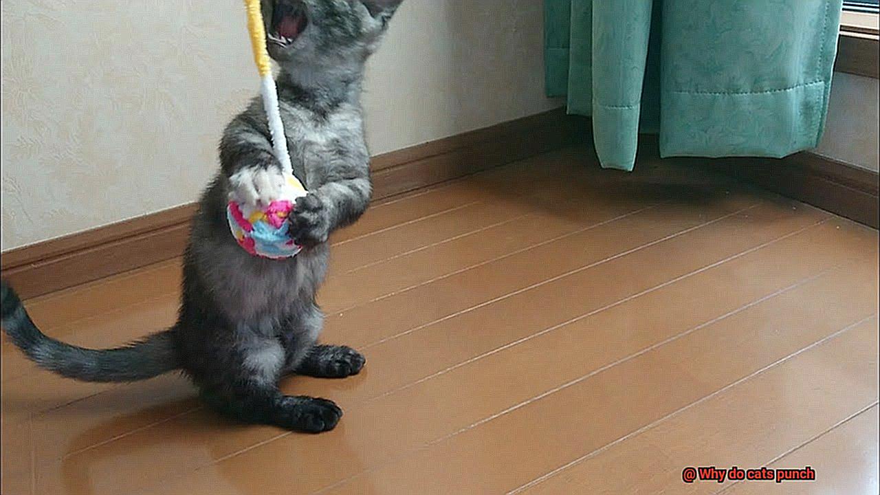 Why do cats punch-5