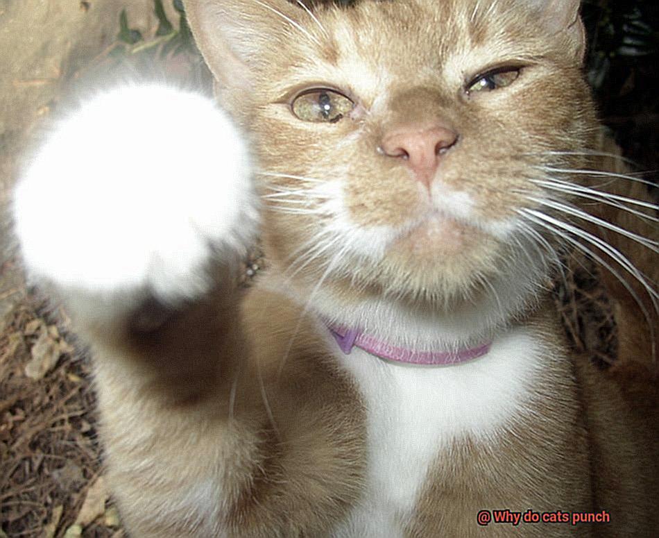Why do cats punch-2