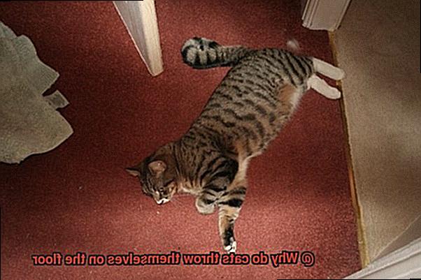 Why do cats throw themselves on the floor-3