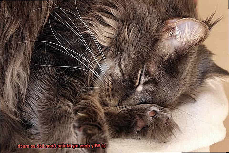 Why does my Maine Coon lick so much-3