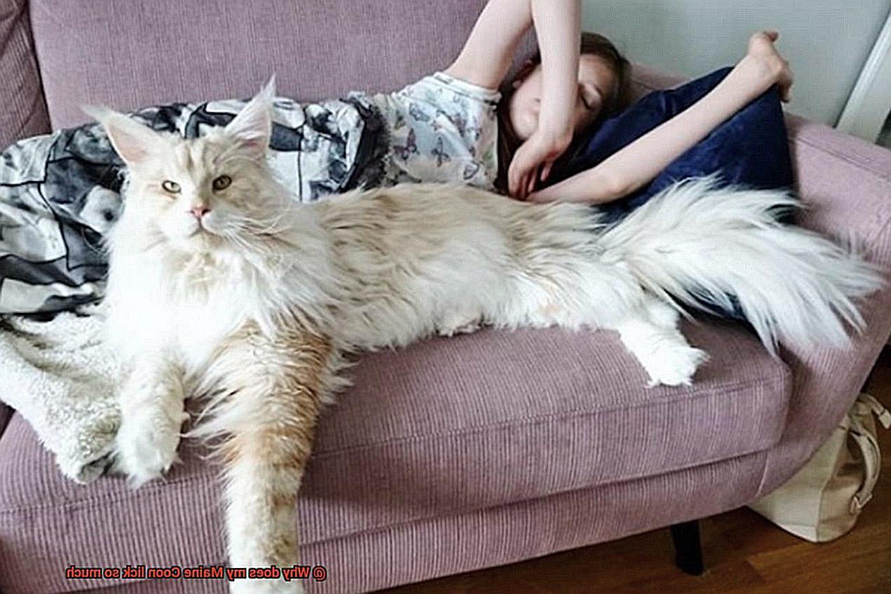 Why does my Maine Coon lick so much-4