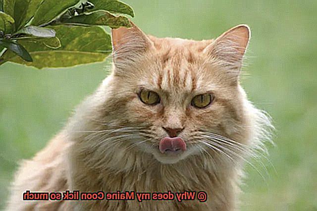 Why does my Maine Coon lick so much-7
