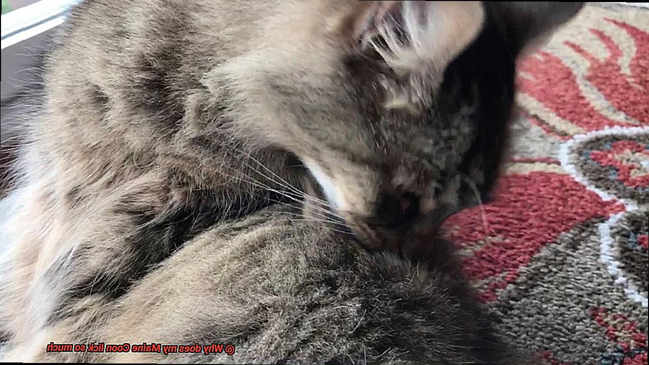 Why does my Maine Coon lick so much-5