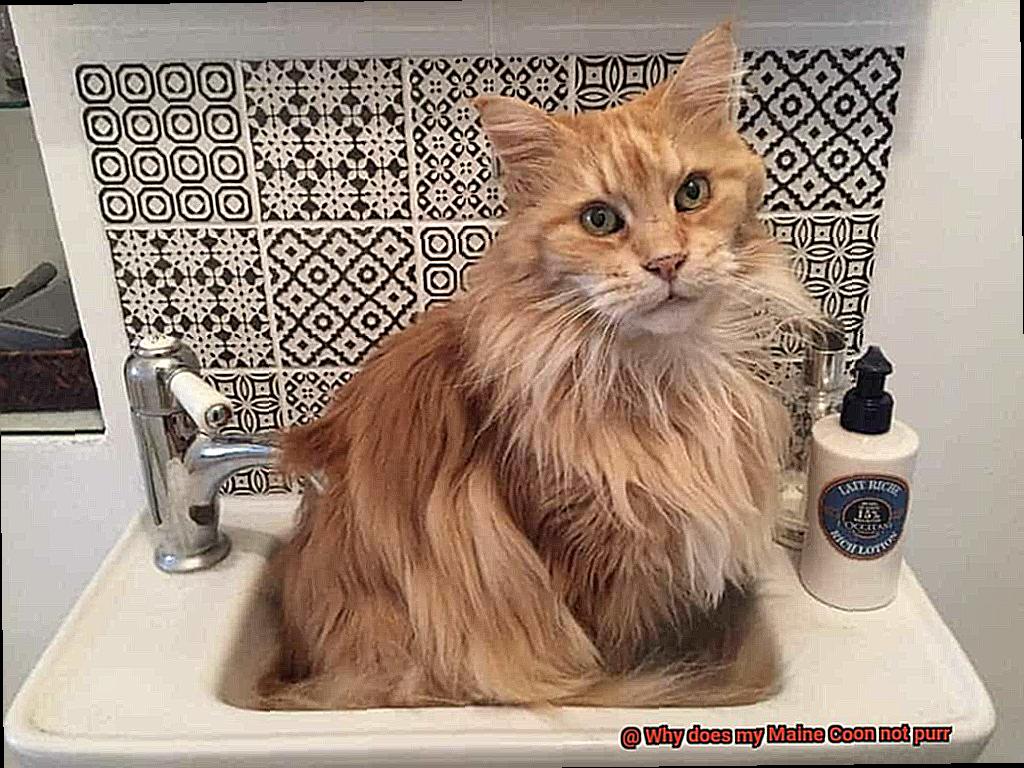 Why does my Maine Coon not purr-2