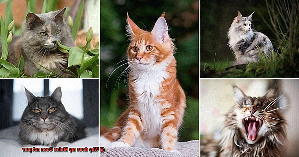 Why does my Maine Coon not purr-4