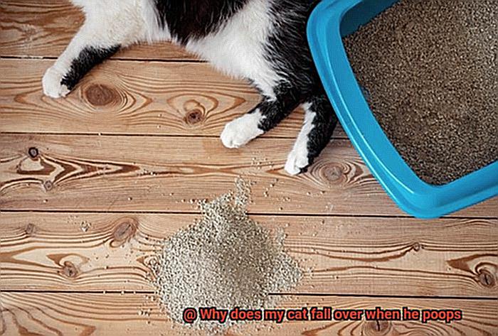 Why does my cat fall over when he poops-5