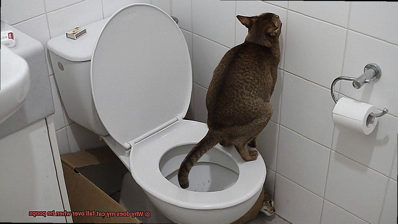 Why does my cat fall over when he poops-3