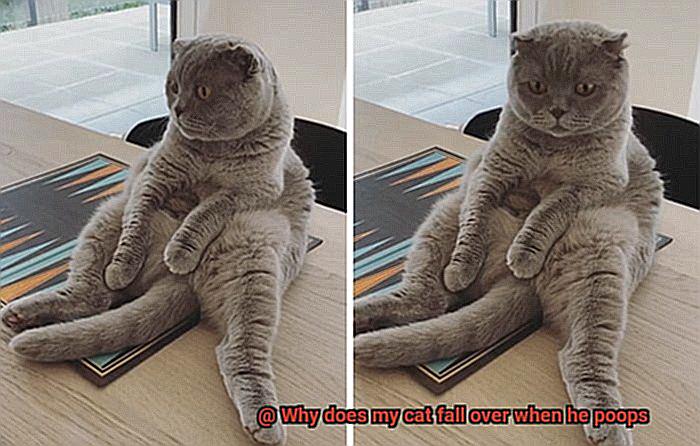 Why does my cat fall over when he poops-4
