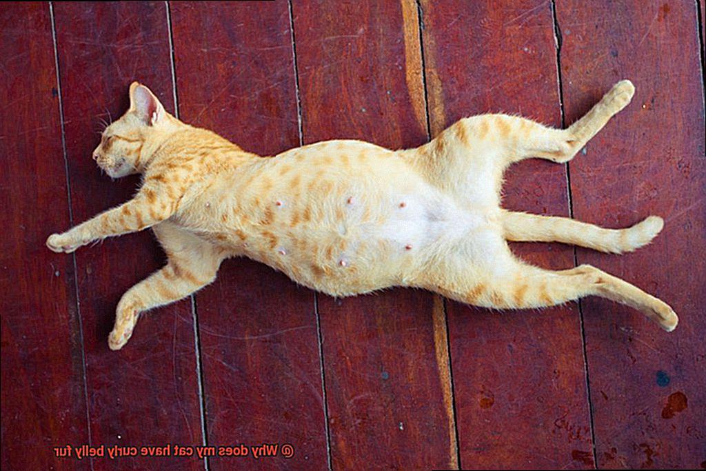 Why does my cat have curly belly fur-2