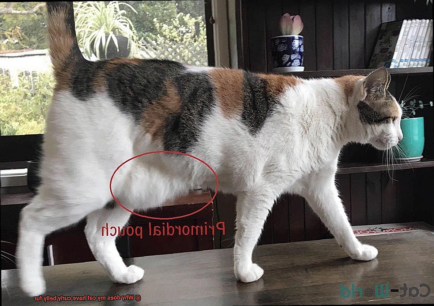 Why does my cat have curly belly fur-3