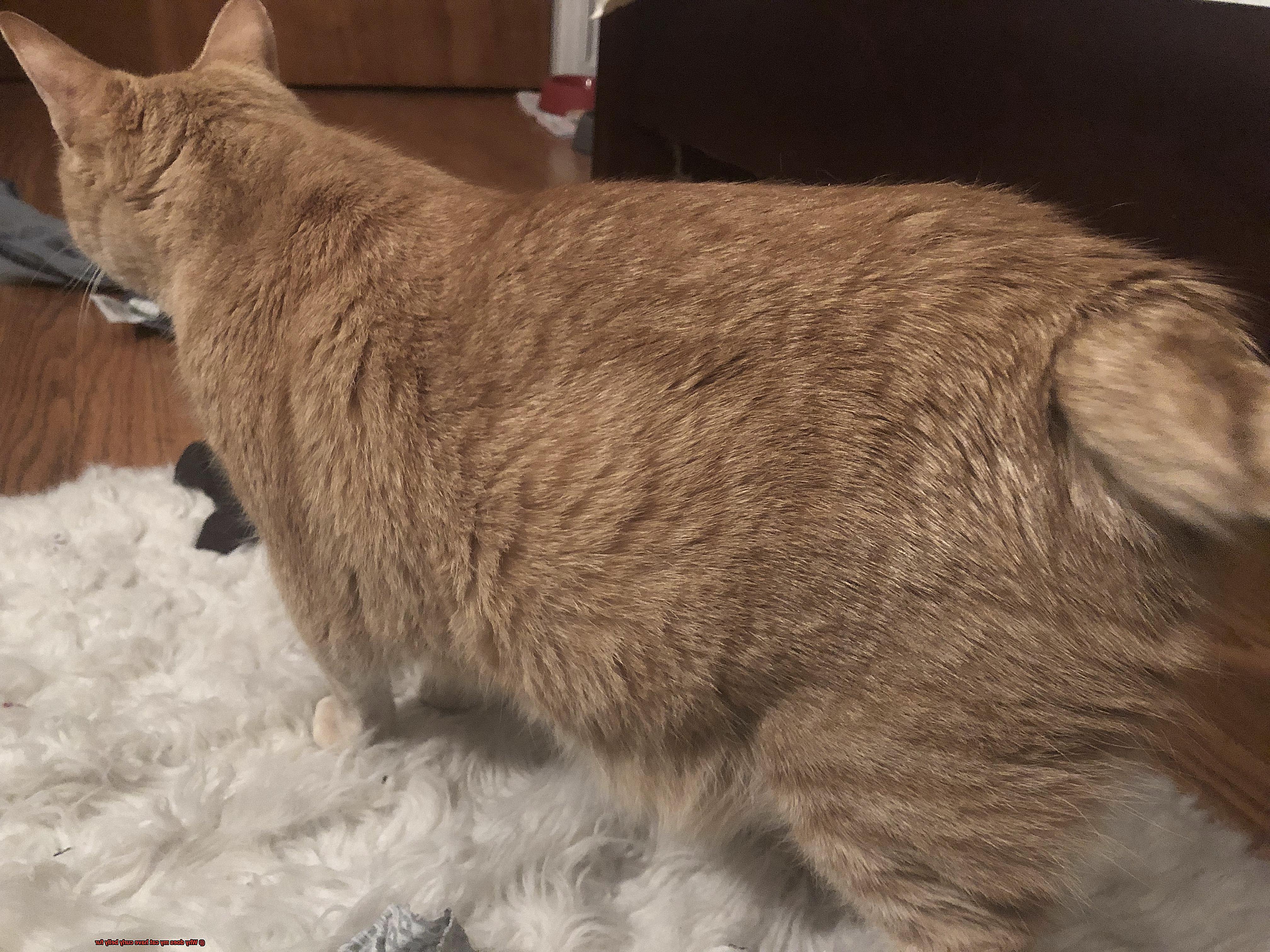 Why does my cat have curly belly fur-5