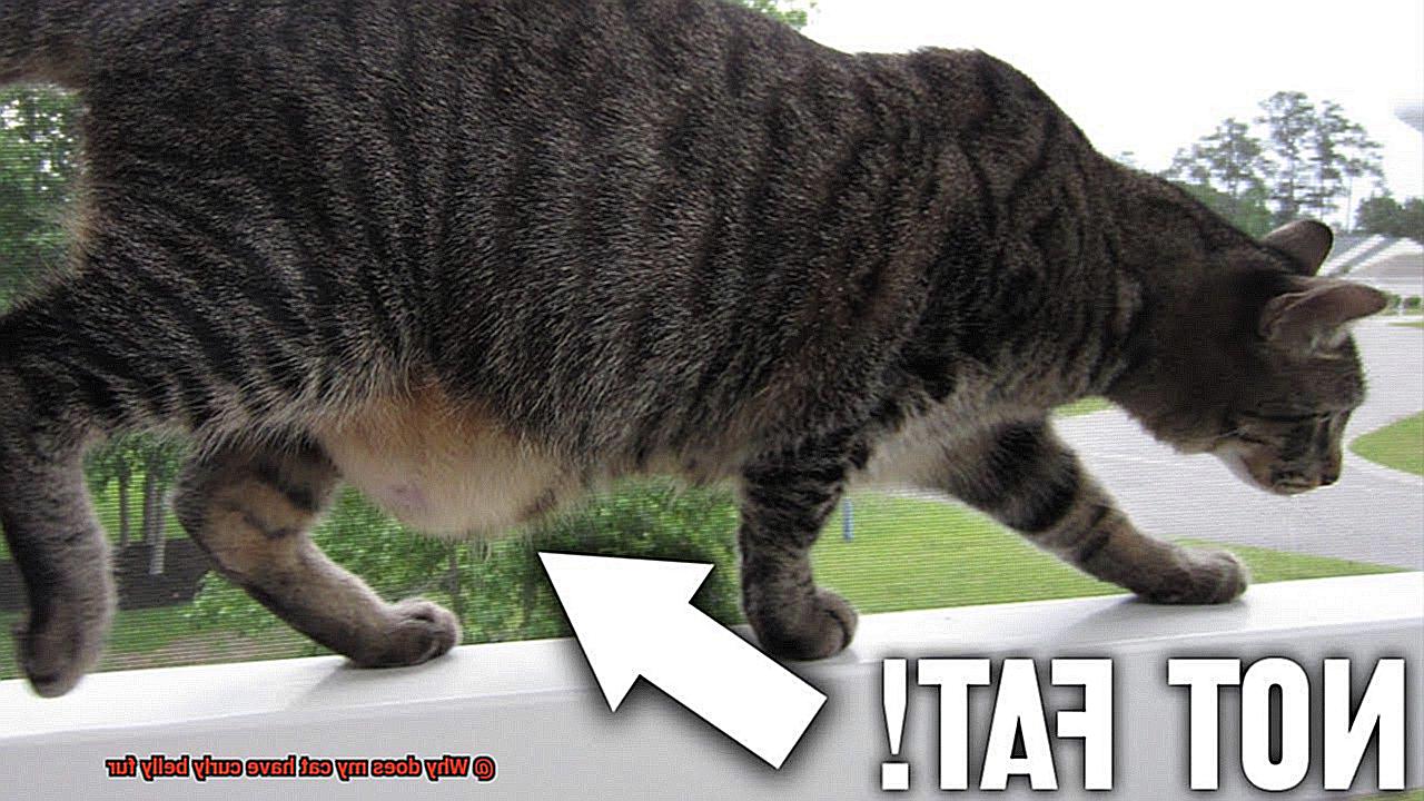 Why does my cat have curly belly fur-6