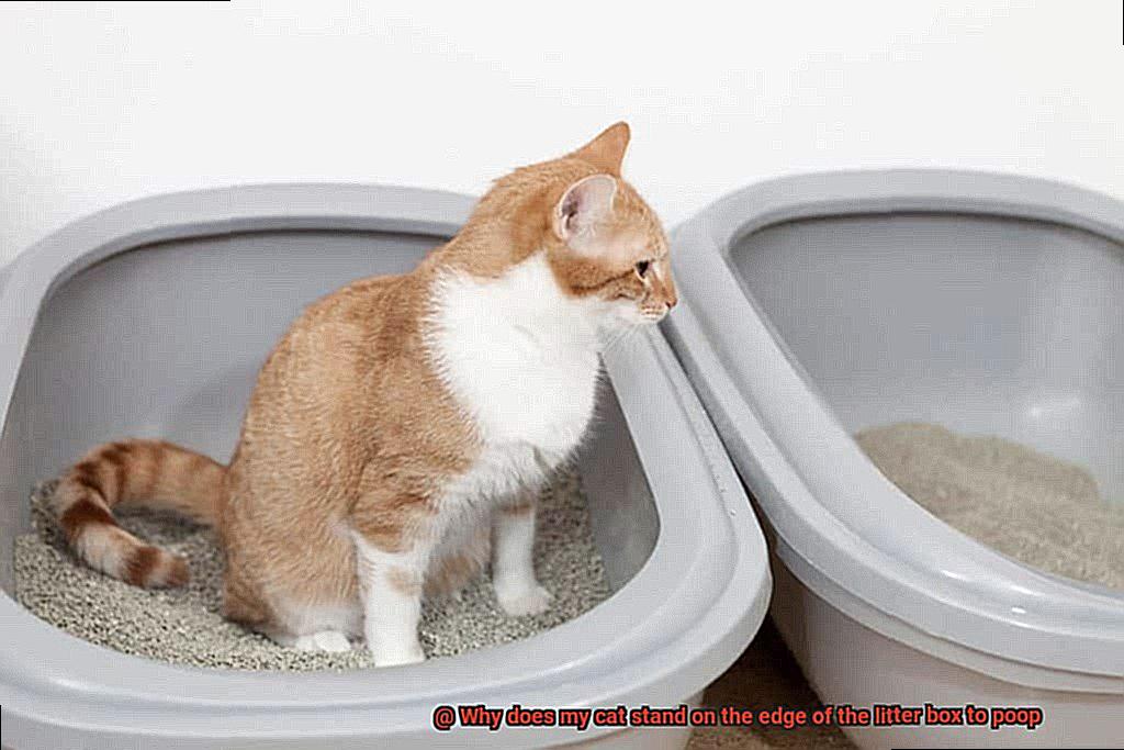 Why does my cat stand on the edge of the litter box to poop-4