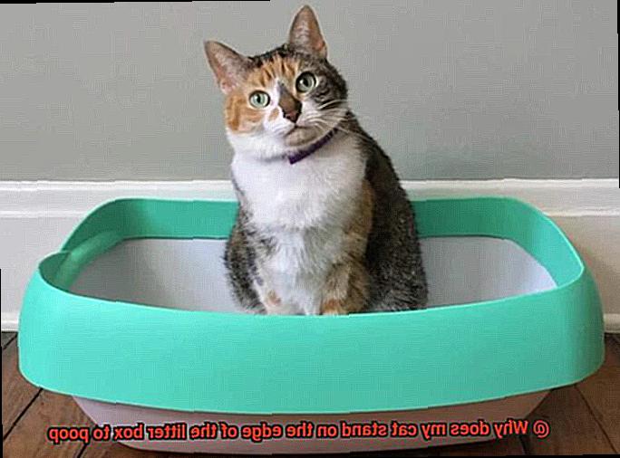 Why does my cat stand on the edge of the litter box to poop-3