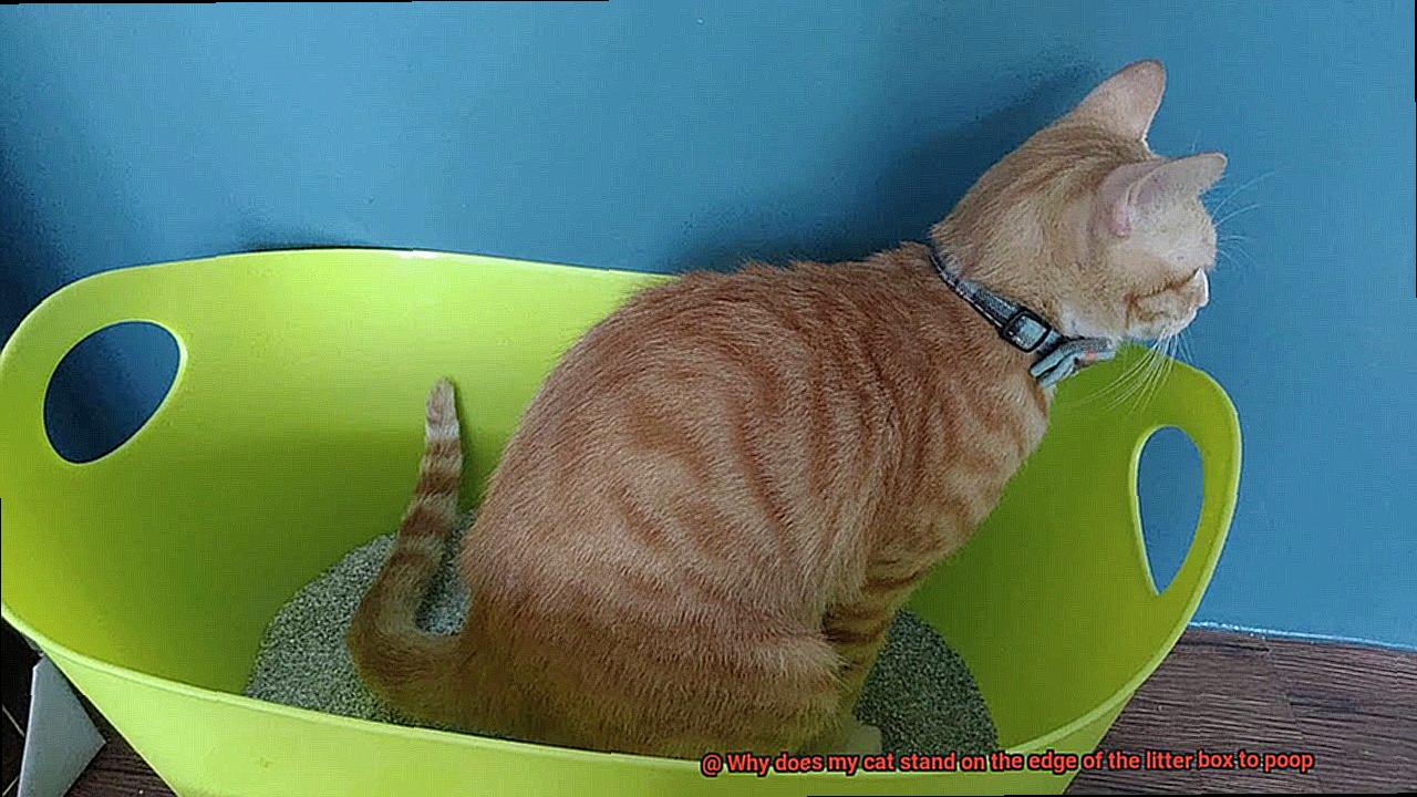Why does my cat stand on the edge of the litter box to poop-6