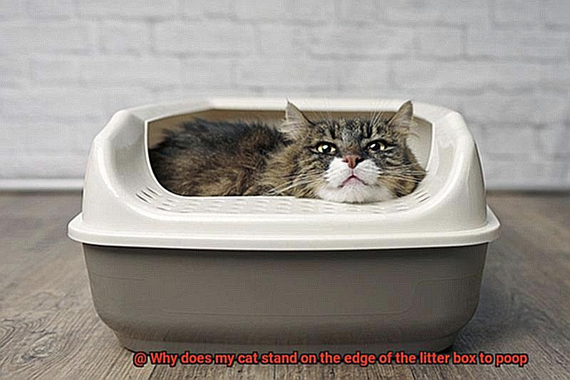Why does my cat stand on the edge of the litter box to poop-7