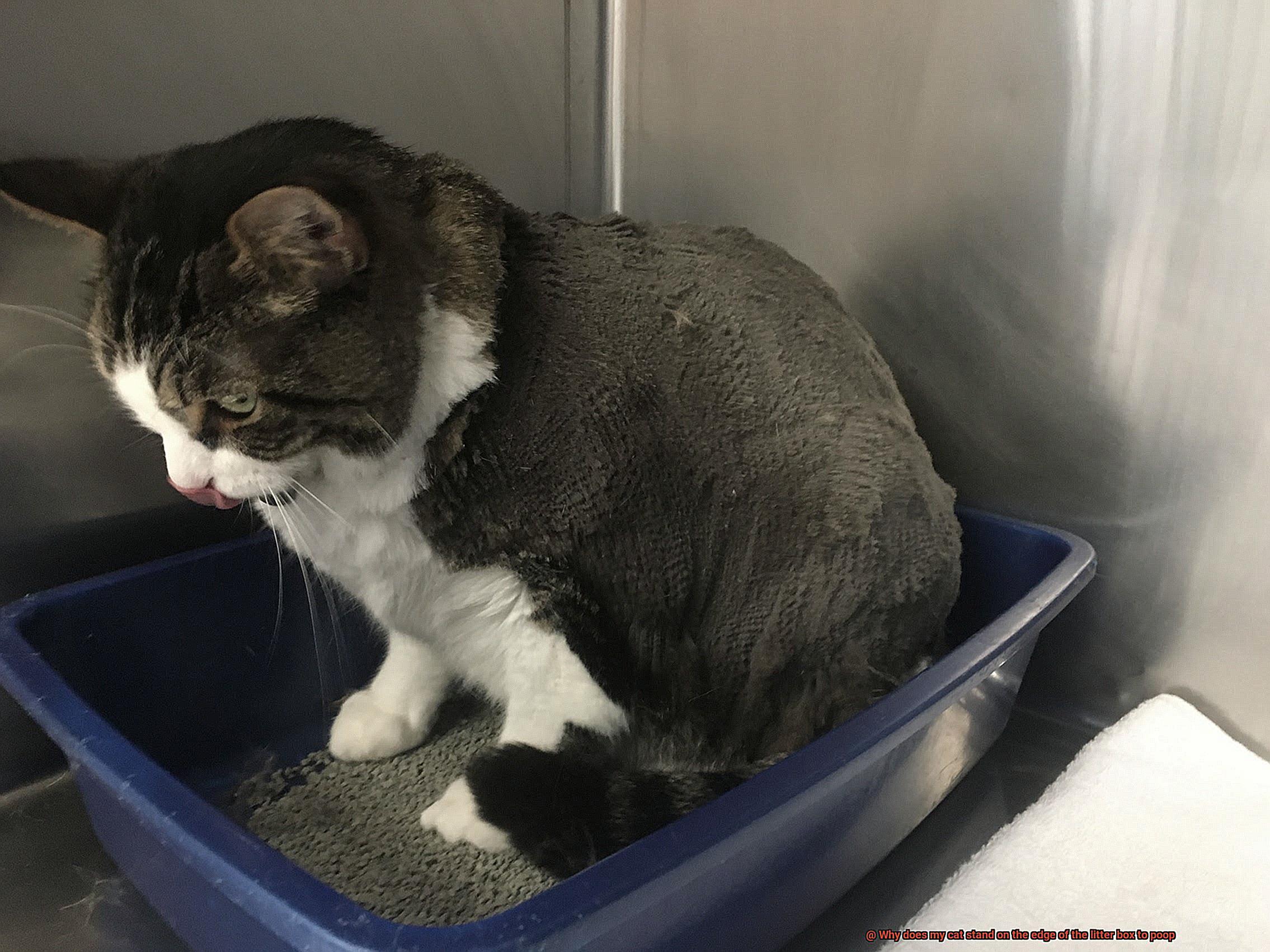 Why does my cat stand on the edge of the litter box to poop-2