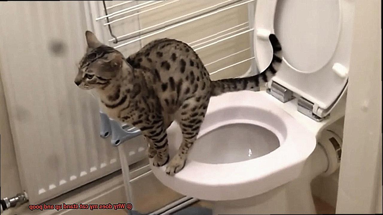 Why does my cat stand up and poop?