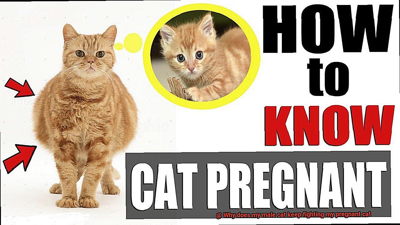 Why does my male cat keep fighting my pregnant cat-5