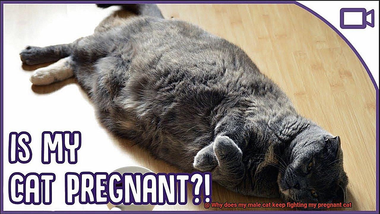 Why does my male cat keep fighting my pregnant cat-4