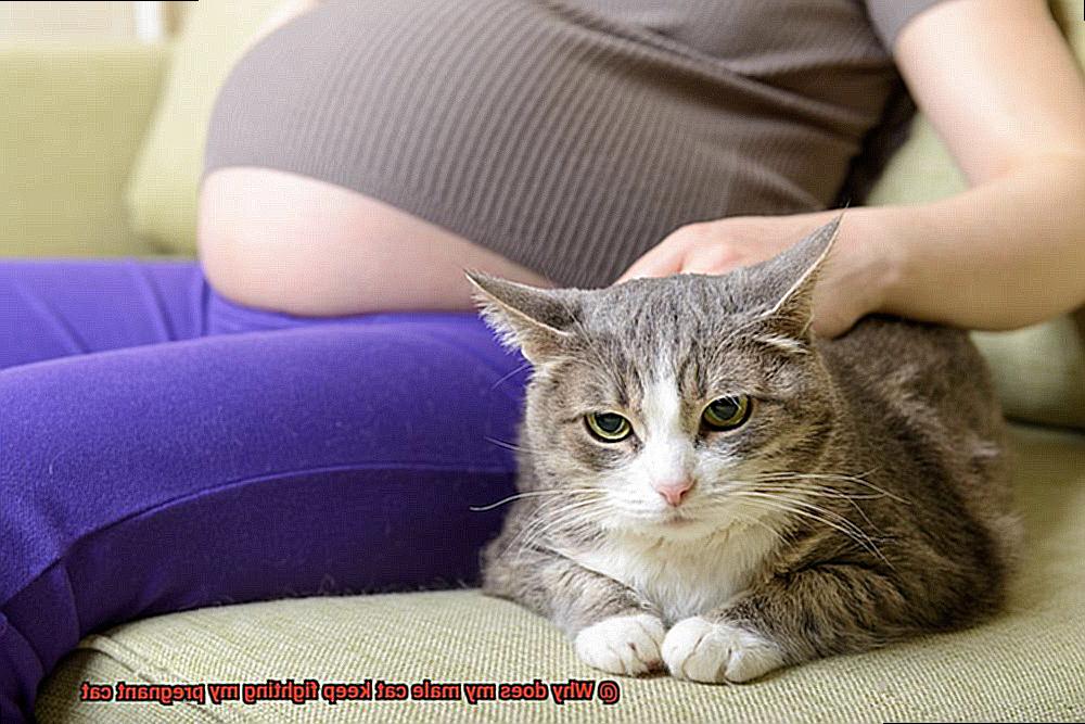 Why does my male cat keep fighting my pregnant cat-6