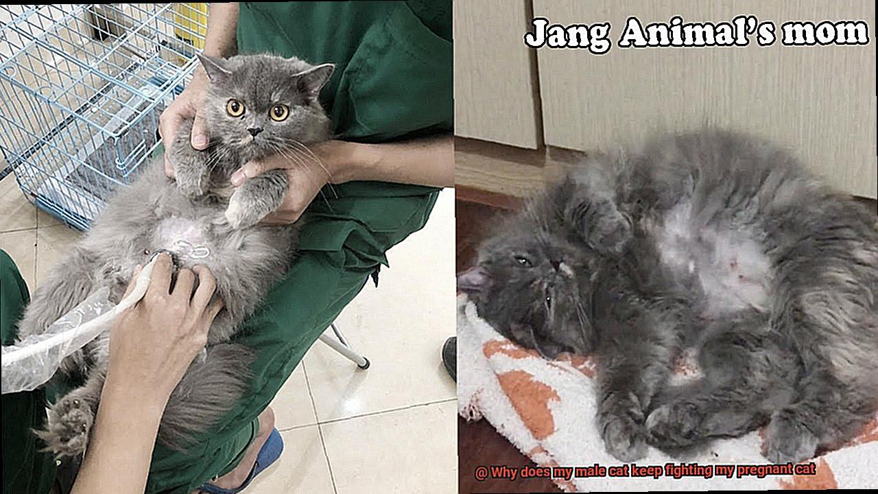 Why does my male cat keep fighting my pregnant cat-3