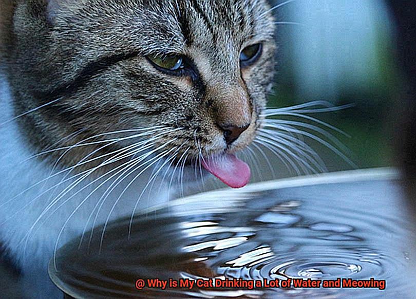 Why is My Cat Drinking a Lot of Water and Meowing-3