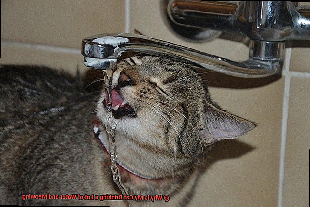 Why is My Cat Drinking a Lot of Water and Meowing-4