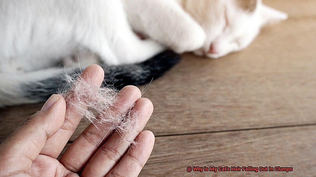 Why is My Cat's Hair Falling Out In Clumps-5