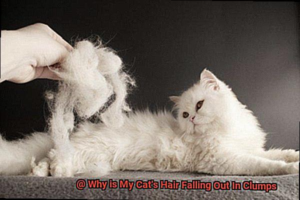 Why is My Cat's Hair Falling Out In Clumps-9