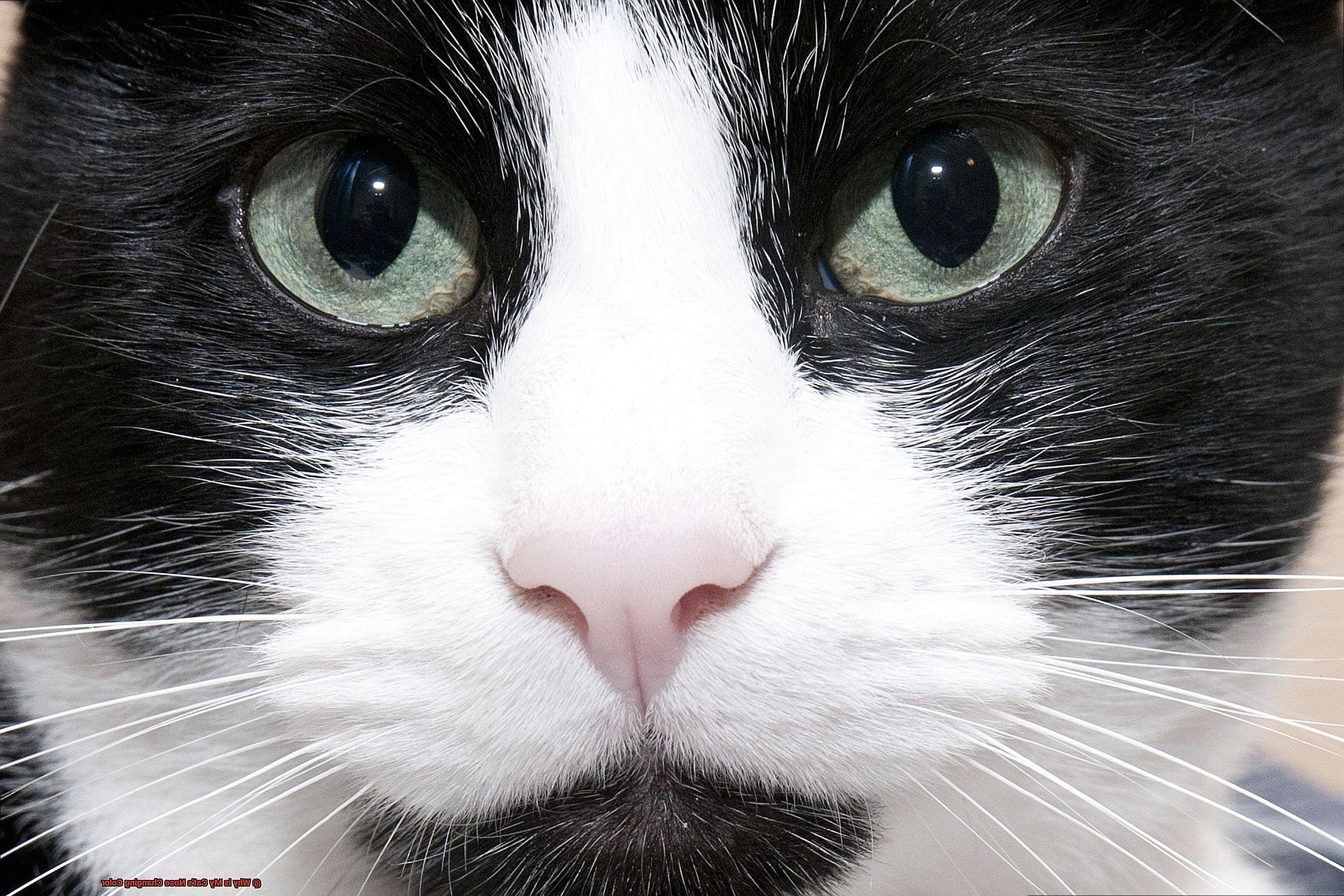 Why is My Cat's Nose Changing Color-4