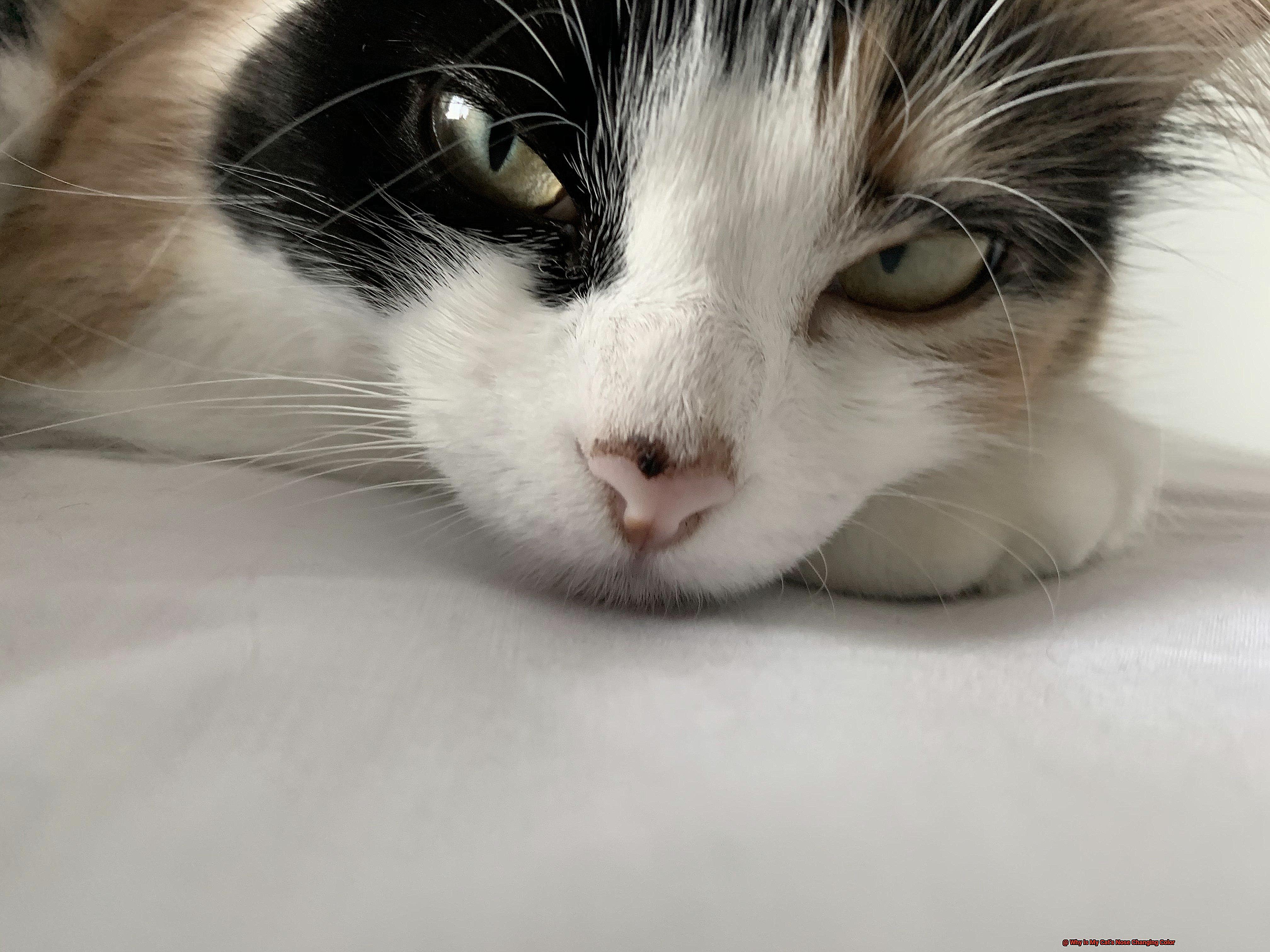 Why is My Cat's Nose Changing Color-2