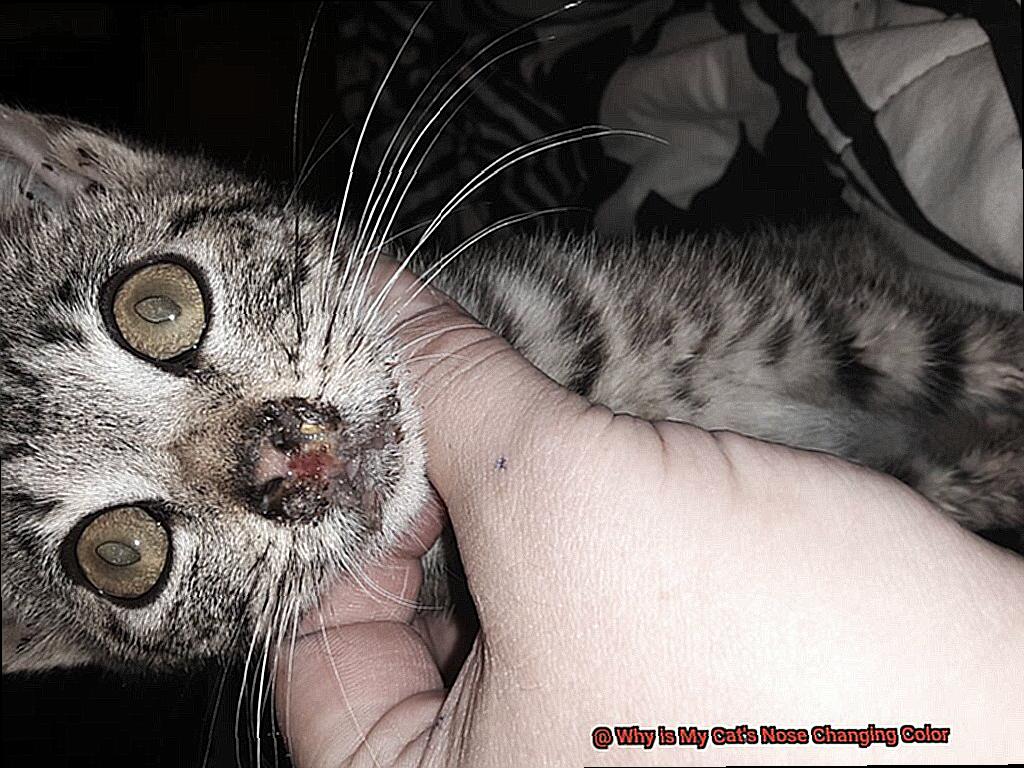 Why is My Cat's Nose Changing Color-3