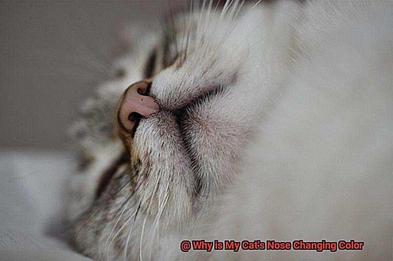 Why is My Cat's Nose Changing Color-6