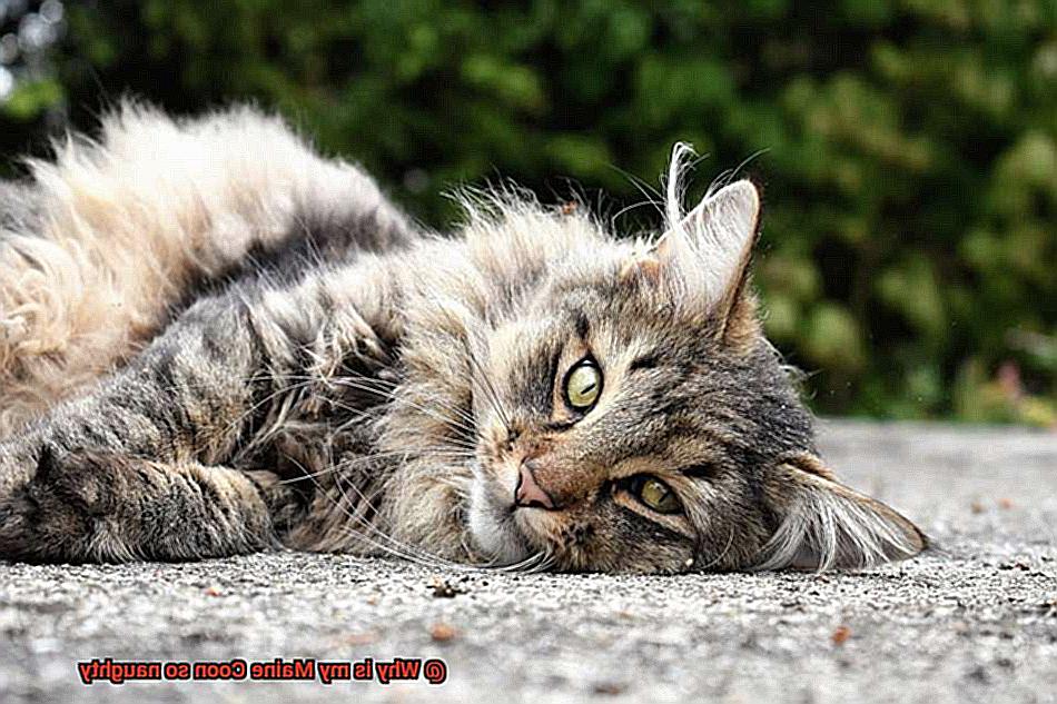 Why is my Maine Coon so naughty-2