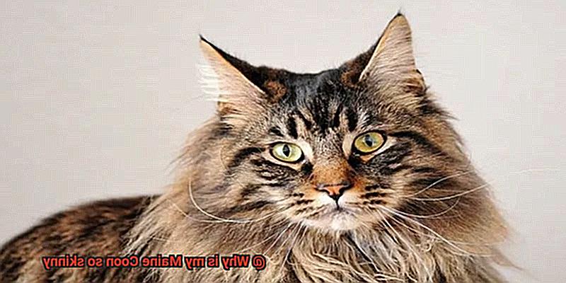 Why is my Maine Coon so skinny-2