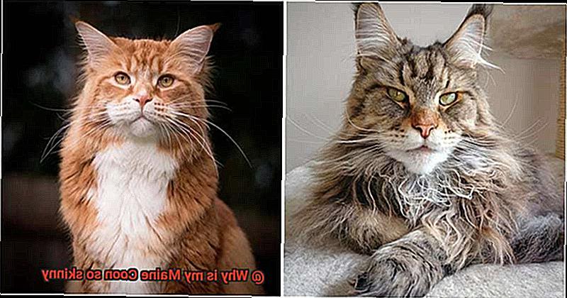 Why is my Maine Coon so skinny-3