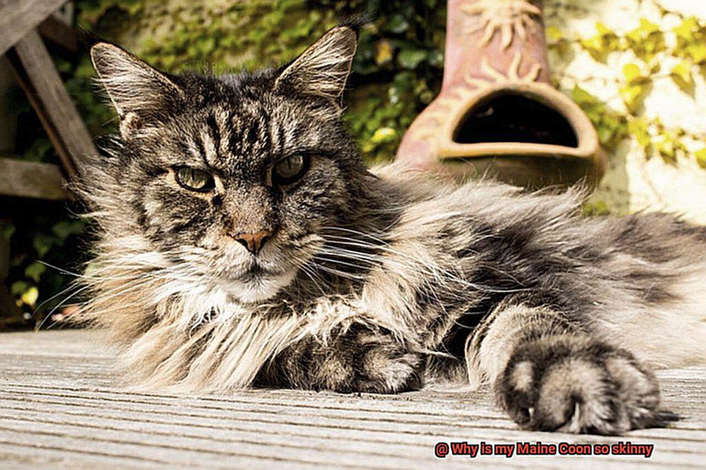Why is my Maine Coon so skinny-4
