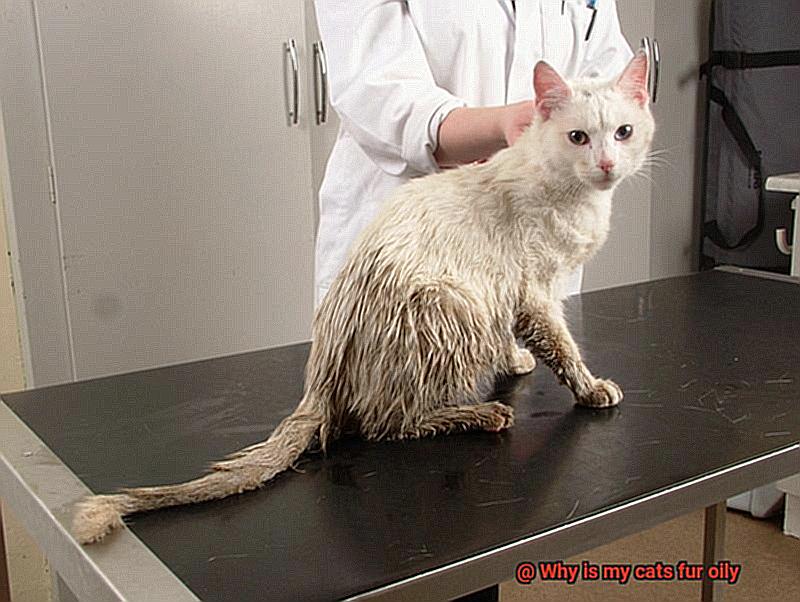 Why is my cats fur oily-8