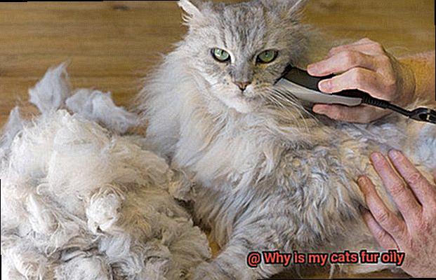 Why is my cats fur oily-4
