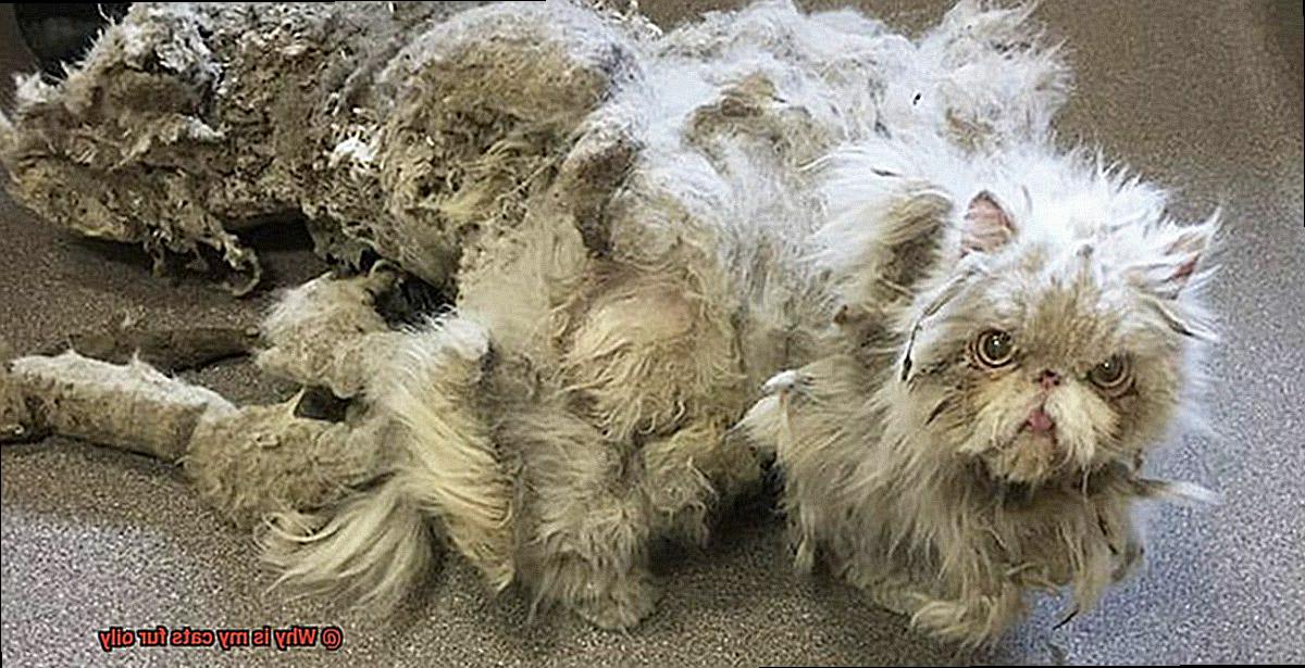 Why is my cats fur oily-2