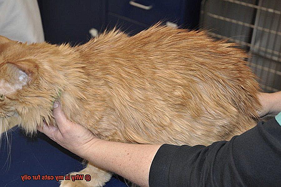 Why is my cats fur oily-7