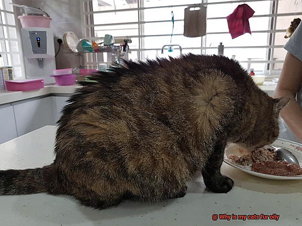 Why is my cats fur oily-9