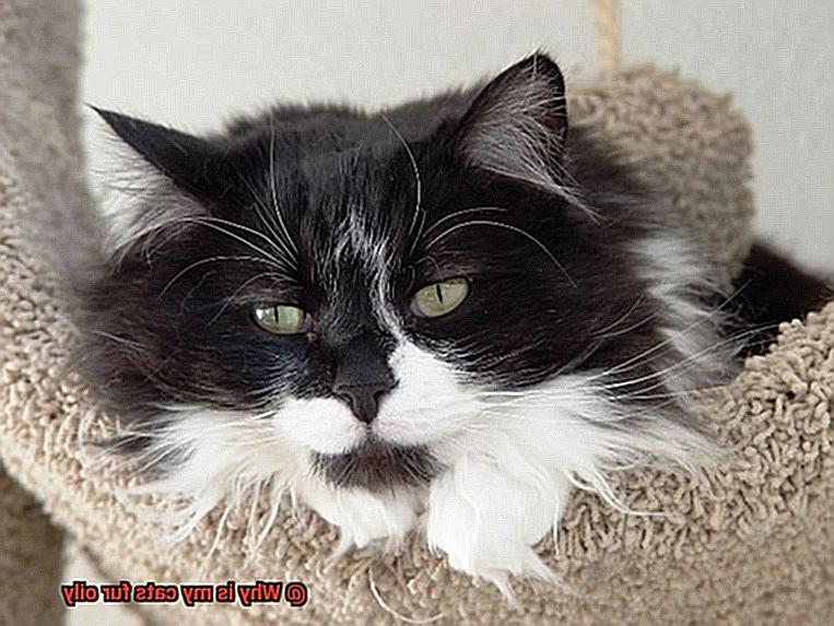 Why is my cats fur oily-5