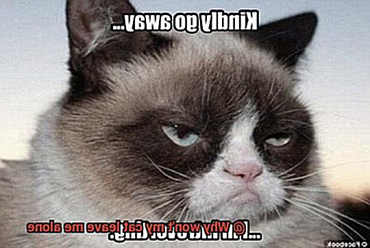 Why won't my cat leave me alone-2
