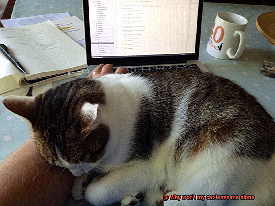 Why won't my cat leave me alone-4