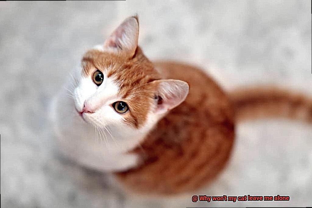 Why won't my cat leave me alone-3