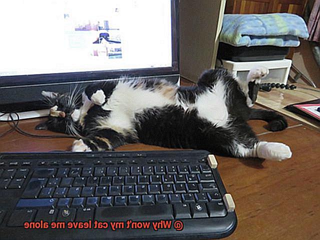 Why won't my cat leave me alone-5