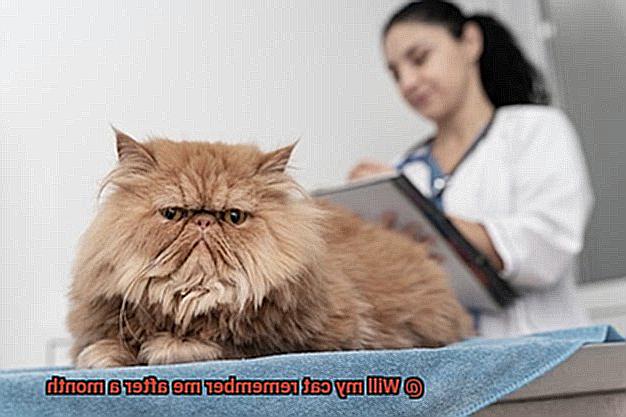 Will my cat remember me after a month-2
